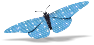 farfalla-posa-01-azzurro